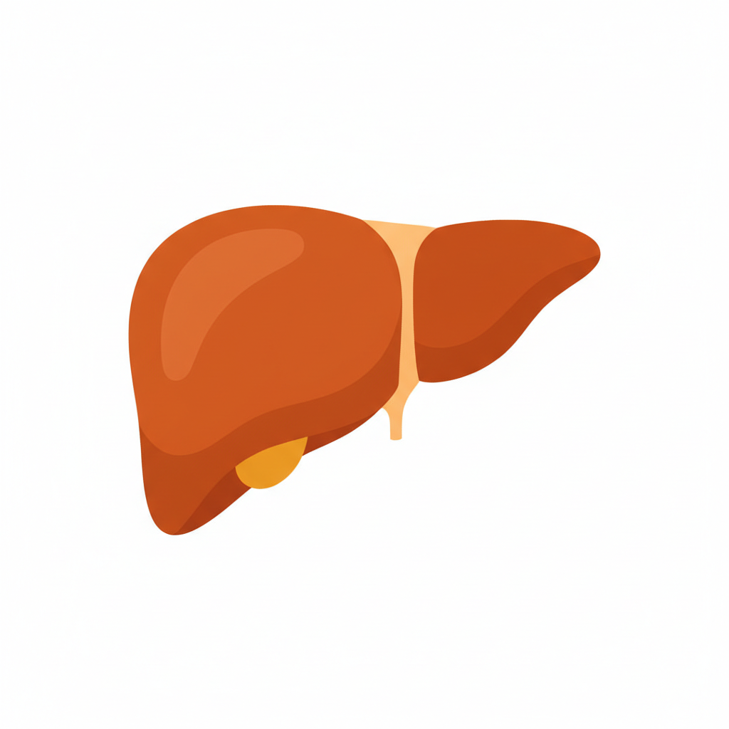 Liver illustration